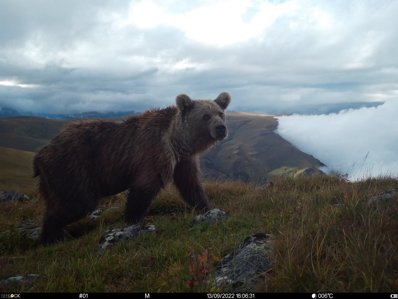 wandering bear